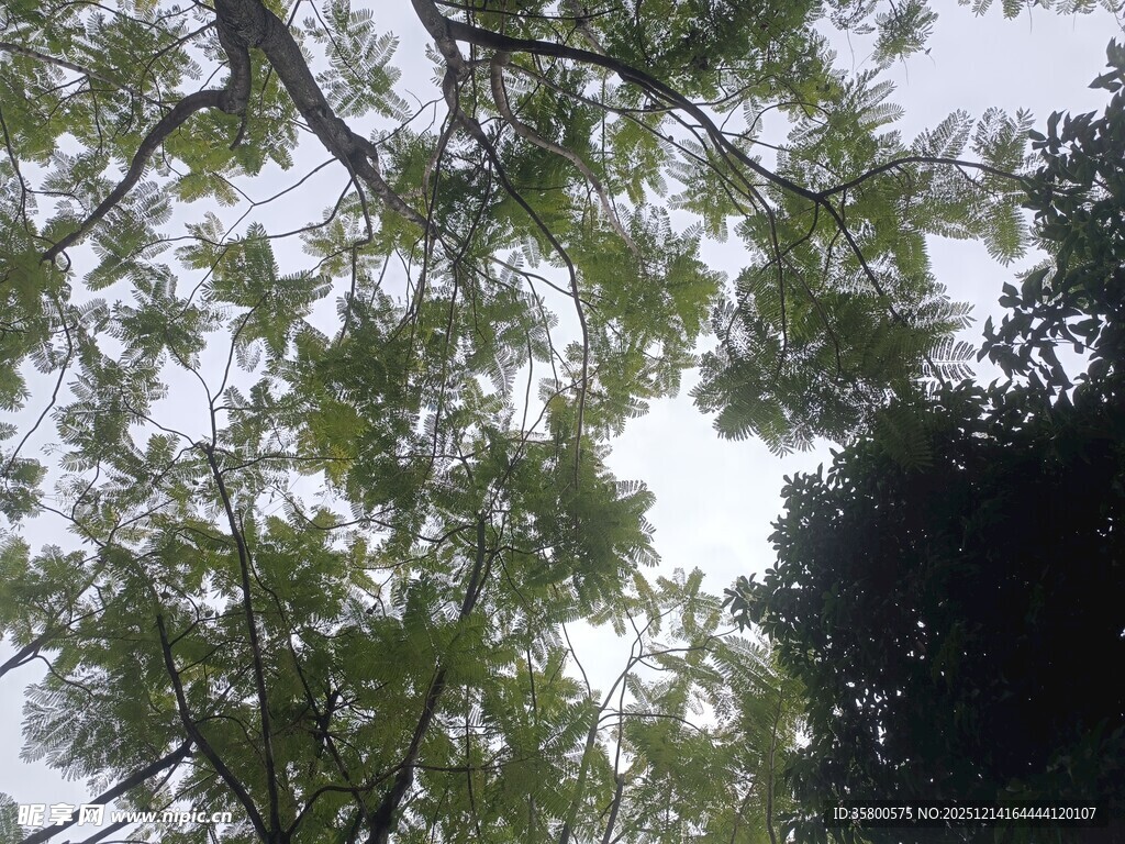 仰视繁茂绿树树冠