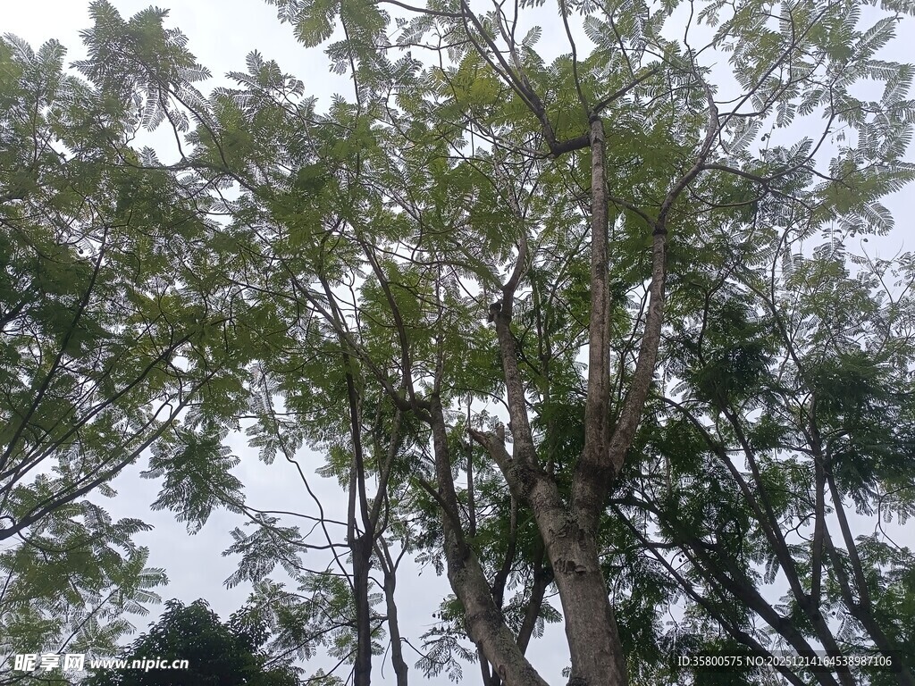 繁茂树木的自然景致