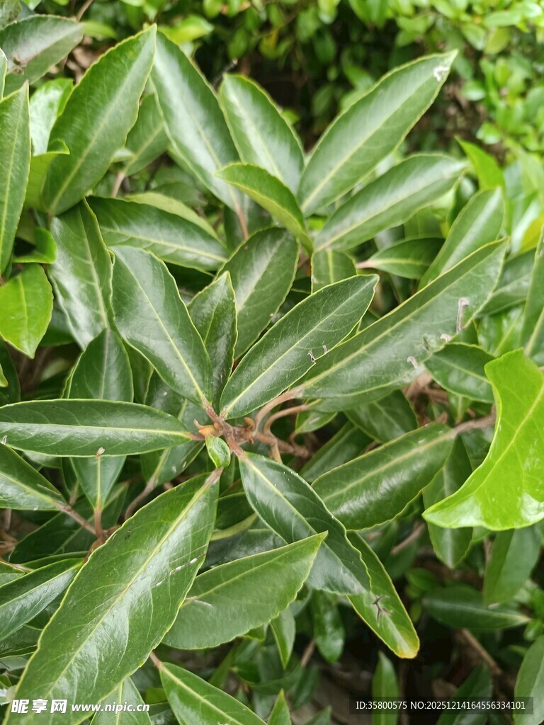 翠绿叶片的植物特写