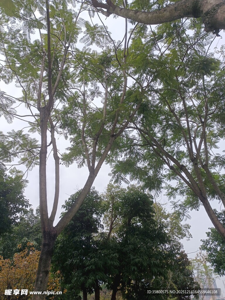 繁茂树木展现自然绿意