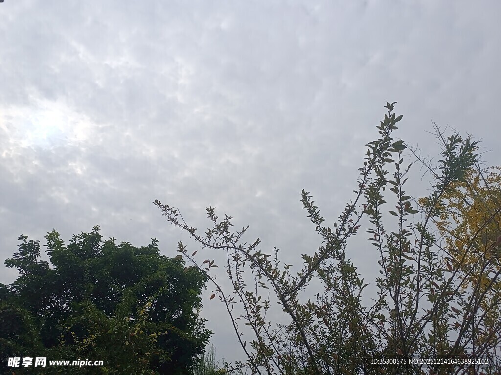 天空下的植物枝叶