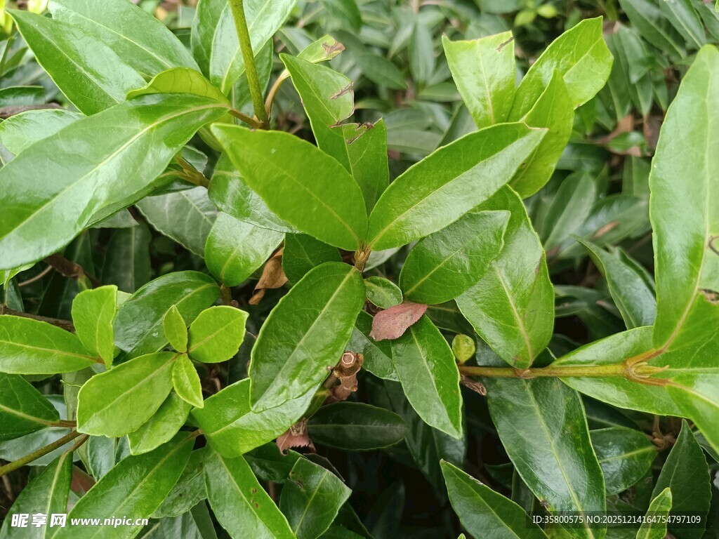 翠绿繁茂的植物叶片