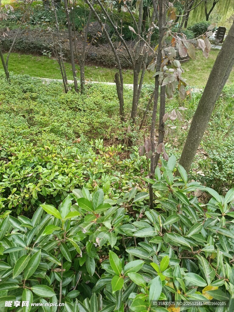 绿意盎然的园林植物景观