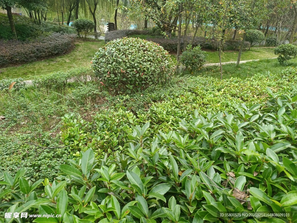 绿意盎然的园林景观
