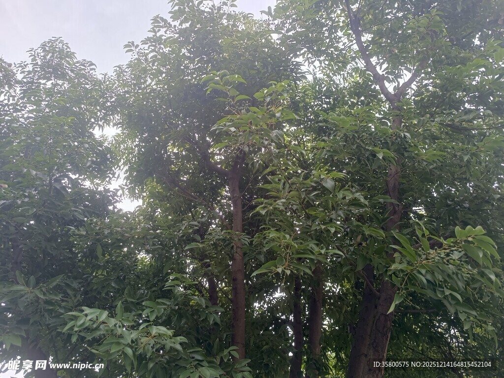 茂密树林绿意盎然