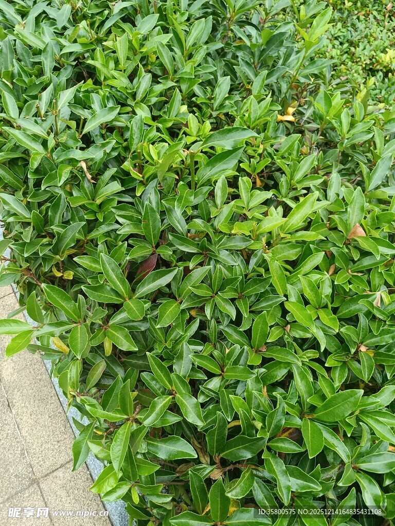 翠绿繁茂的灌木丛