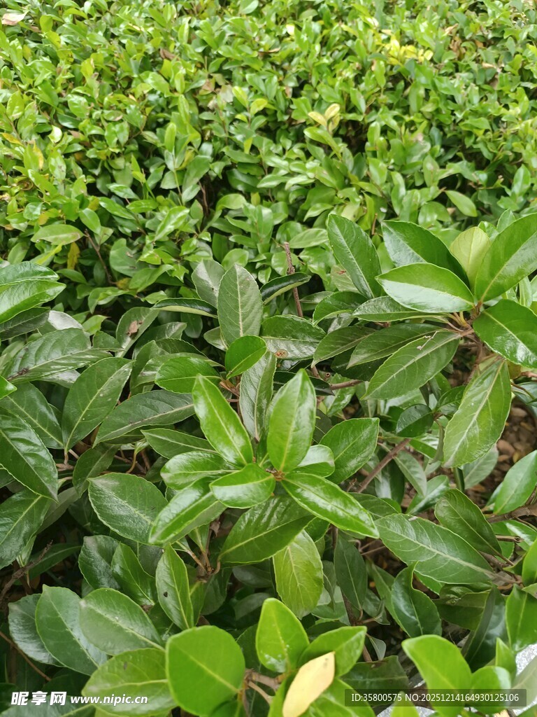 翠绿繁茂的绿植景观