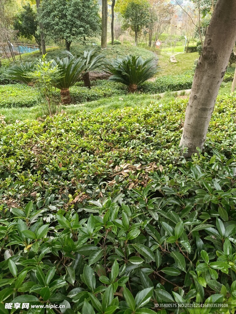 绿意盎然的园林植物景观
