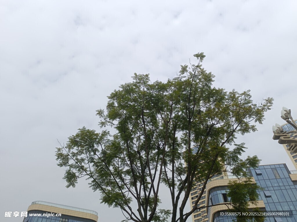 城市中挺立的绿树