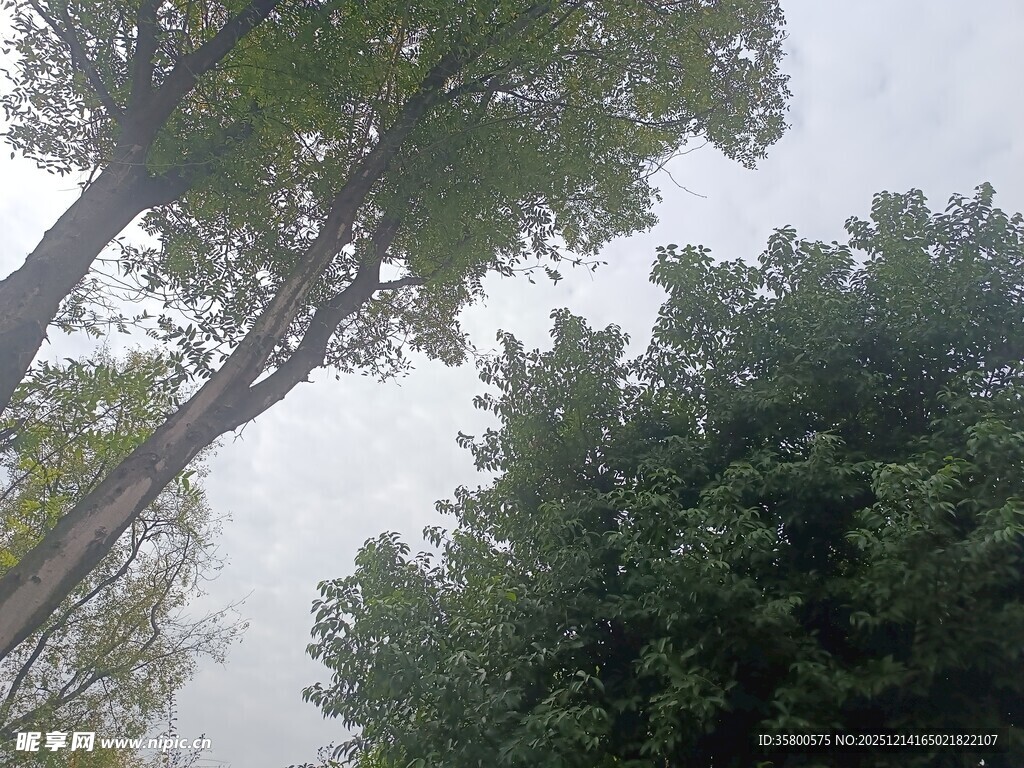 仰视葱郁树木景观