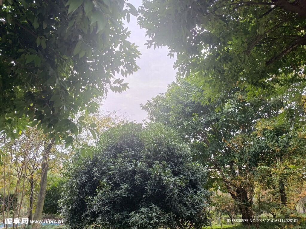 林间绿意盎然的清新景致