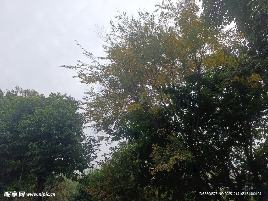 户外繁茂树木景观