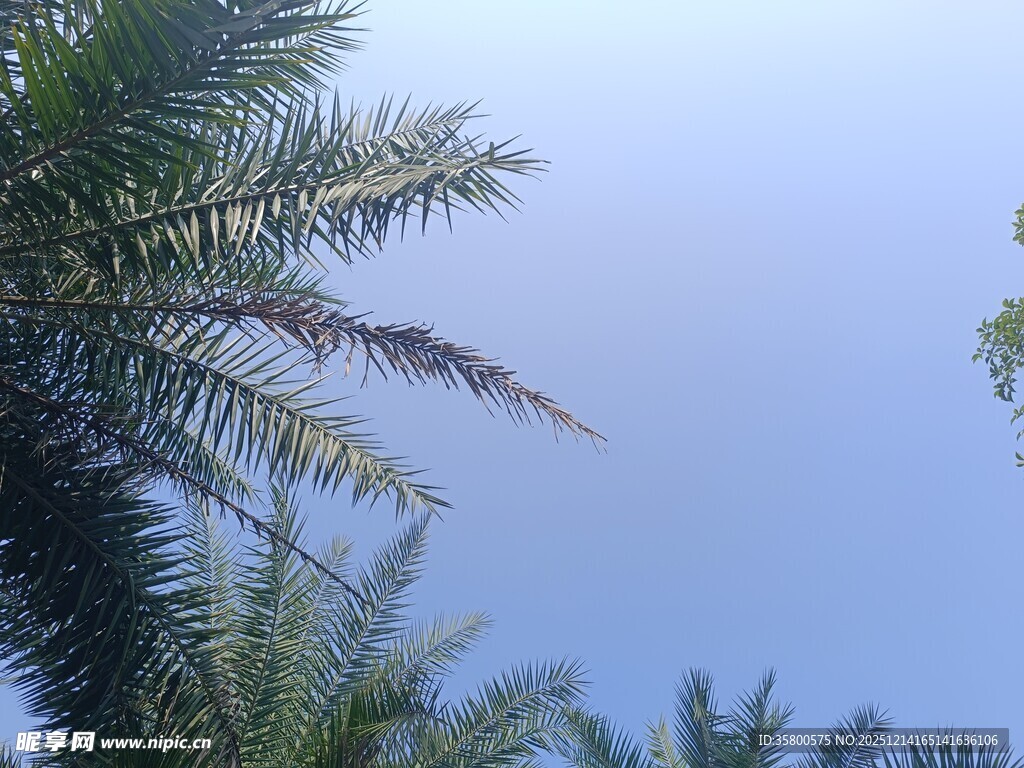 仰视下的棕榈树与蓝天