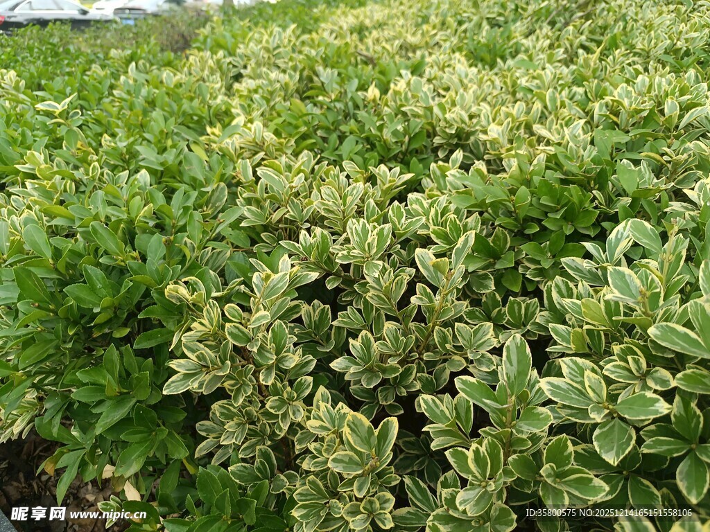 绿叶繁茂的植物景观