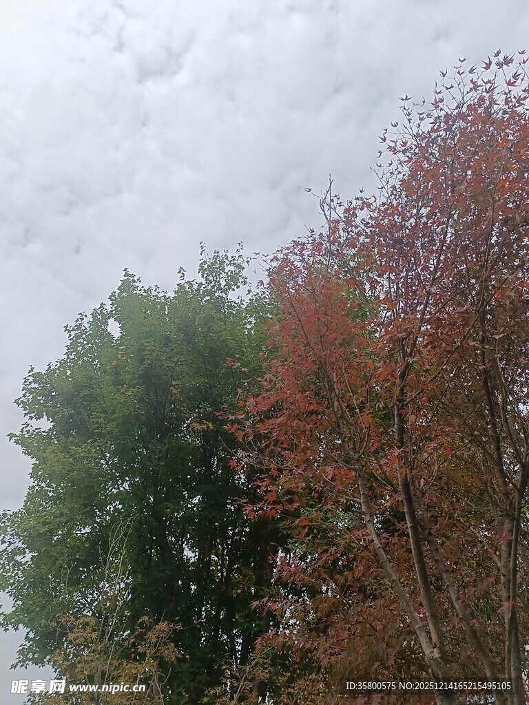 秋日多彩树木景致