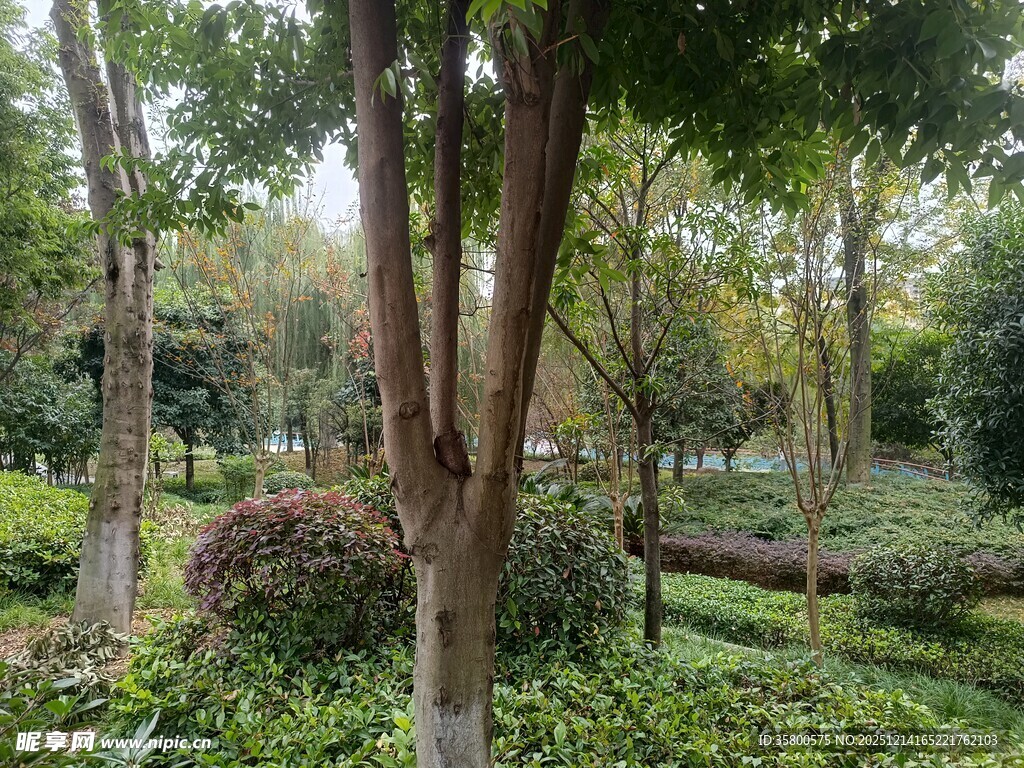 林间繁茂树木与绿植景观