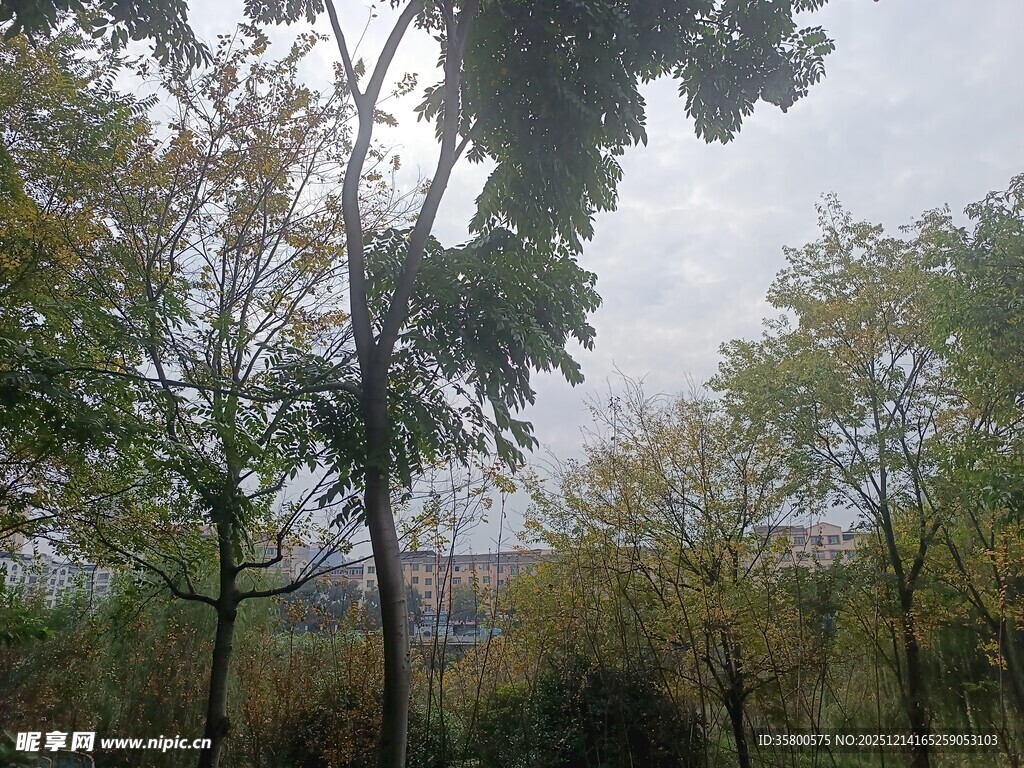 秋日树林中的自然景致