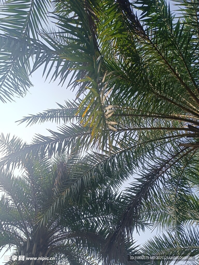 仰视下的繁茂棕榈树冠