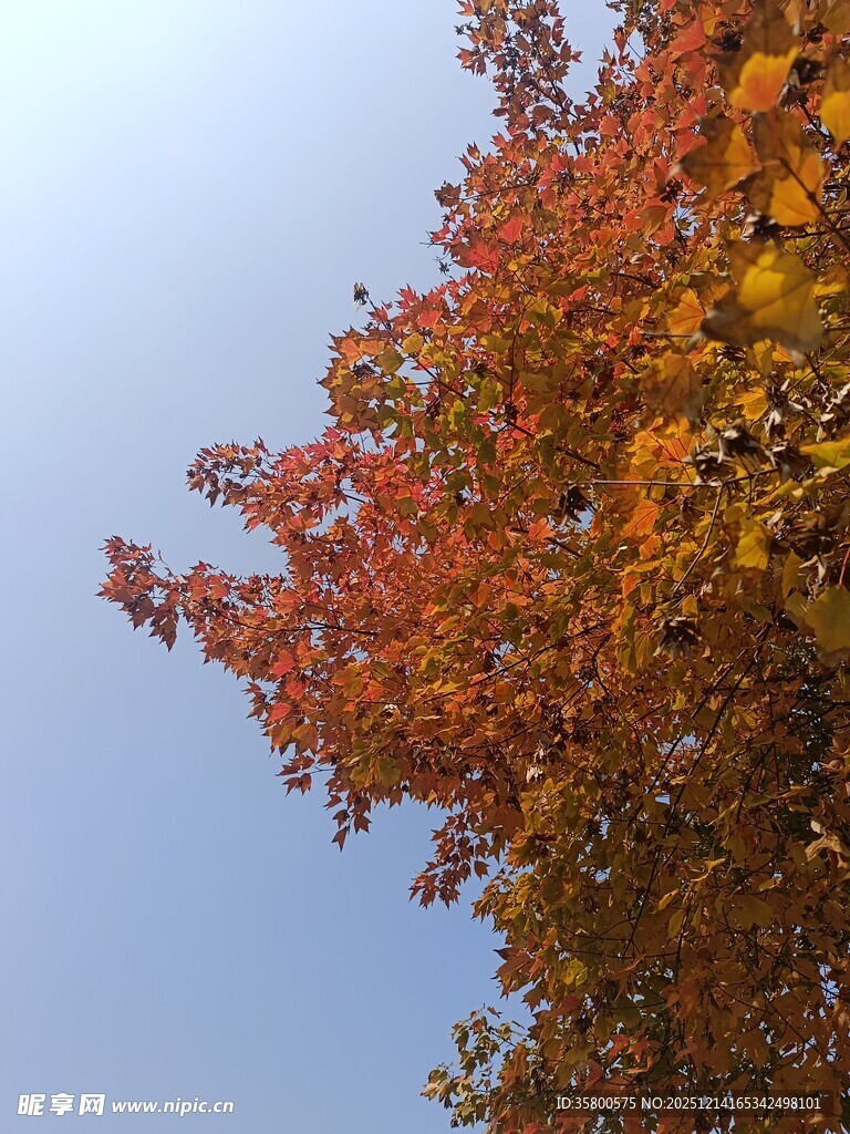 秋日树梢的斑斓色彩