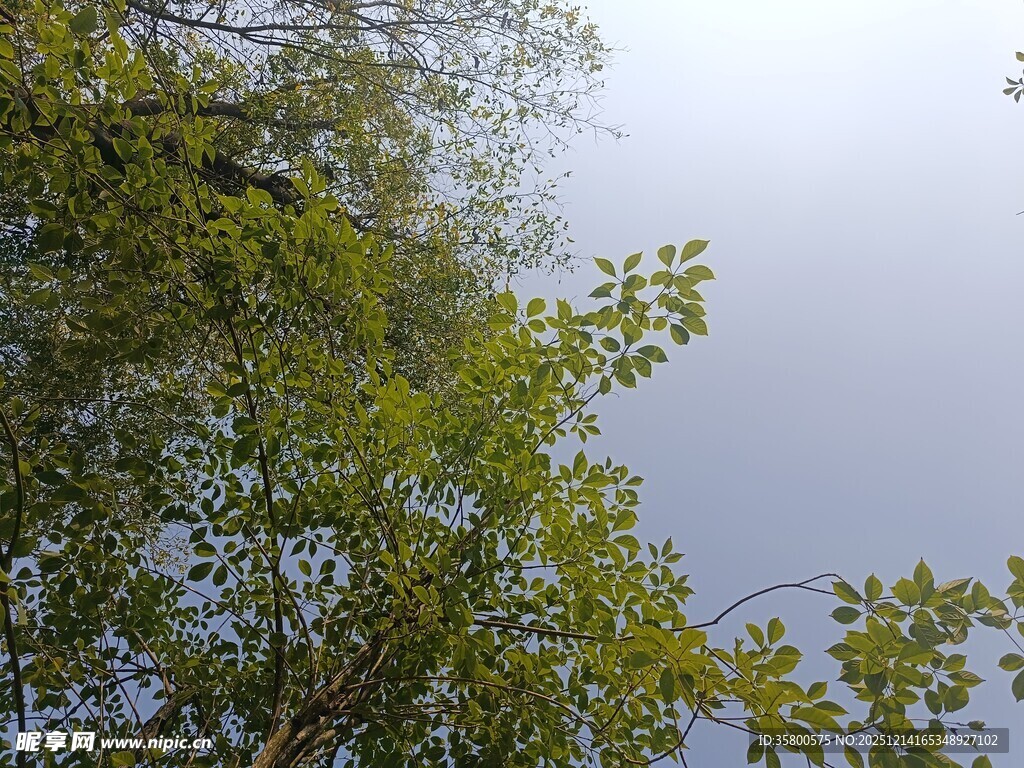 仰视葱郁树木与天空