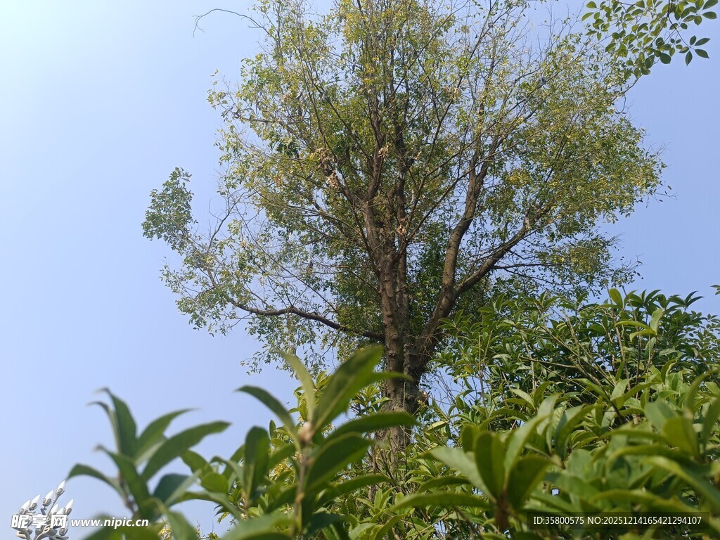 蓝天绿树间的生机景象