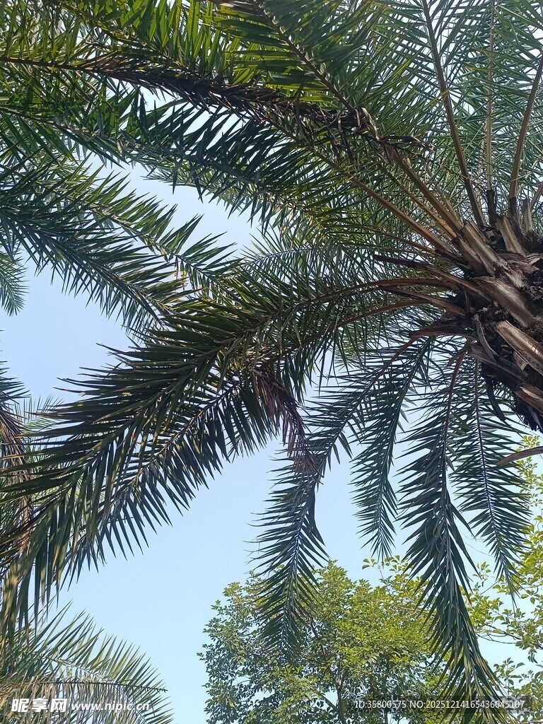 棕榈树冠下的自然景致