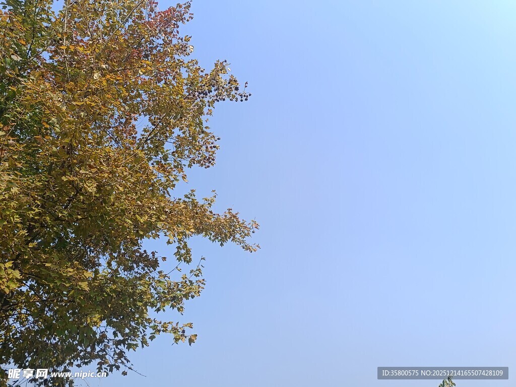 蓝天映衬下的金黄树叶