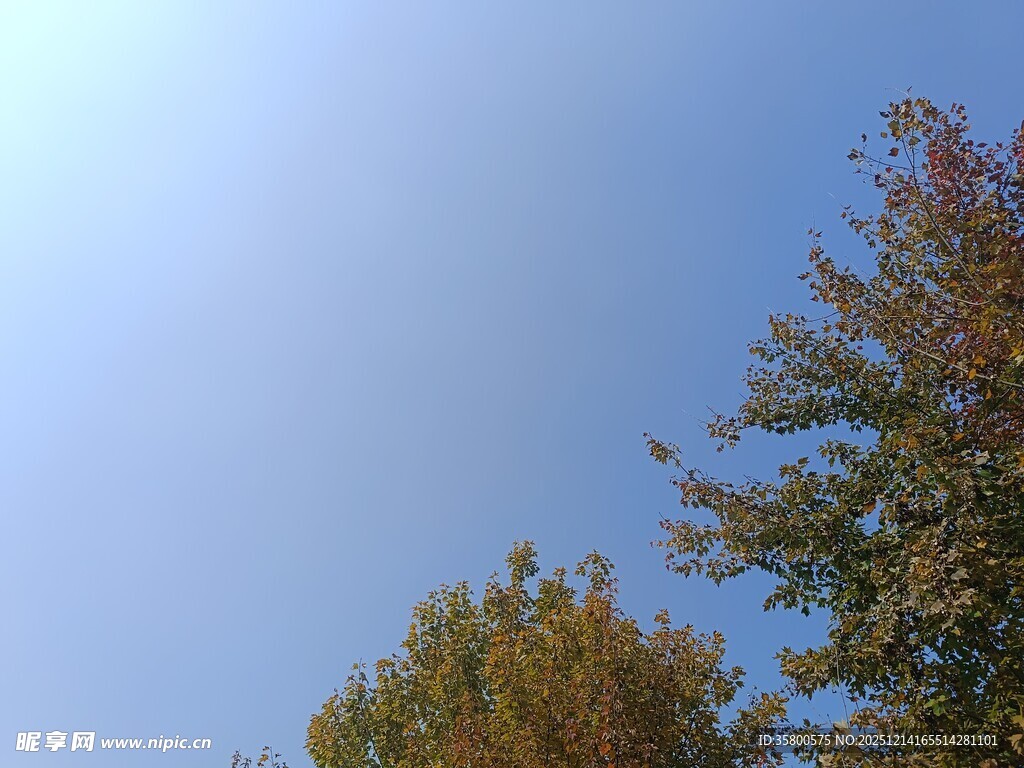 秋日蓝天与树梢景色