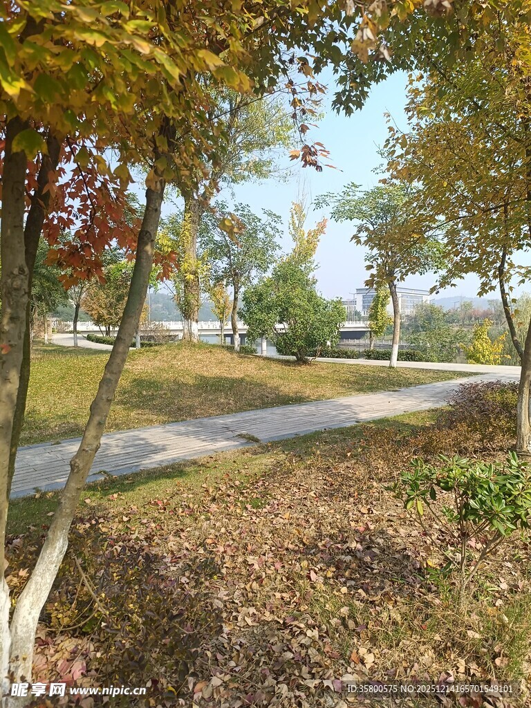 秋日公园小径美景