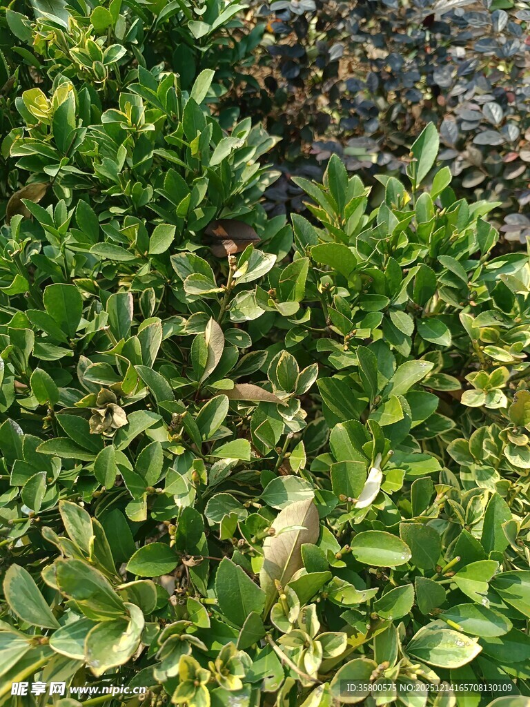 翠绿繁茂的植物景观