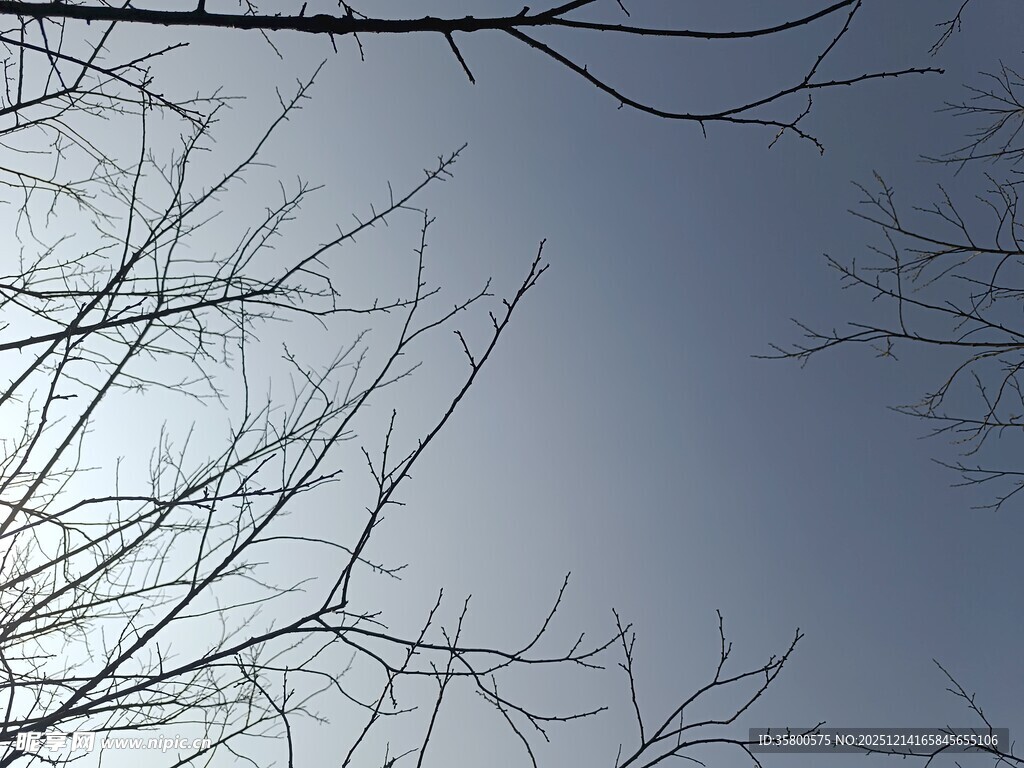 冬日光秃树枝与天空