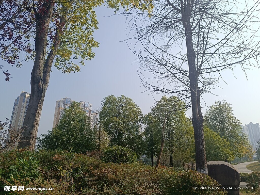 秋日公园树木景观