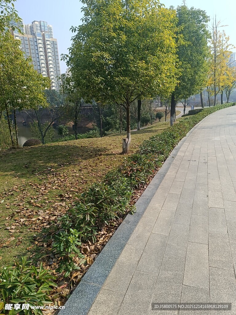 秋日林荫步道风景