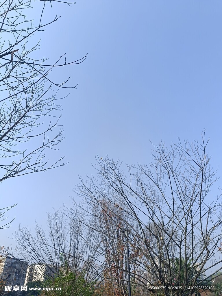 冬日城郊光秃树木景观