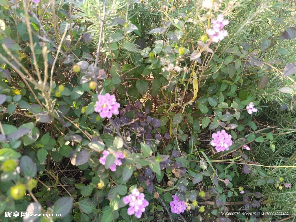 草丛中的粉色小花