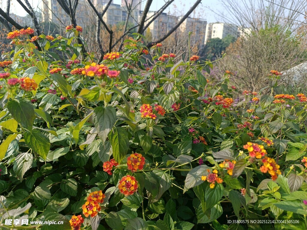 枝头橙红果实绽放生机