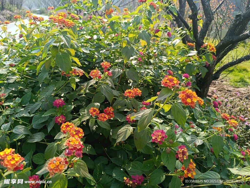 多彩花丛绽放美丽生机