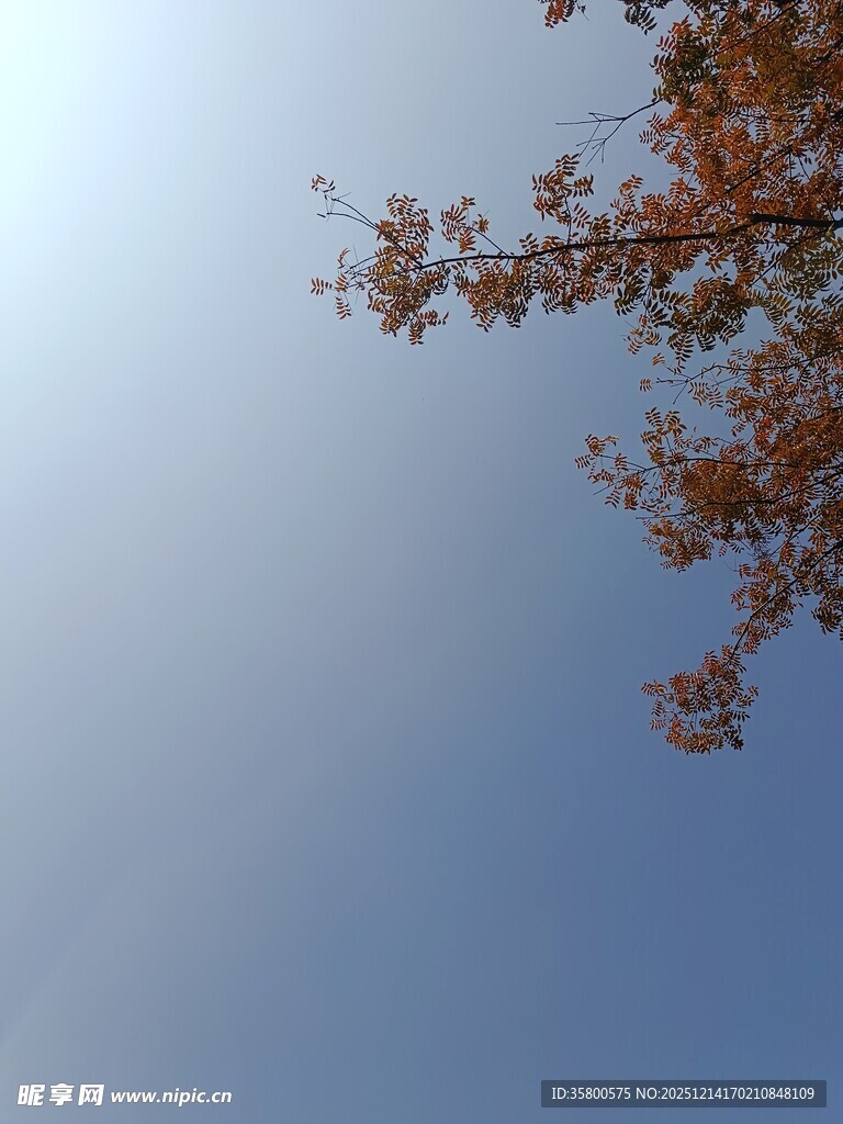 秋日树梢映蓝天