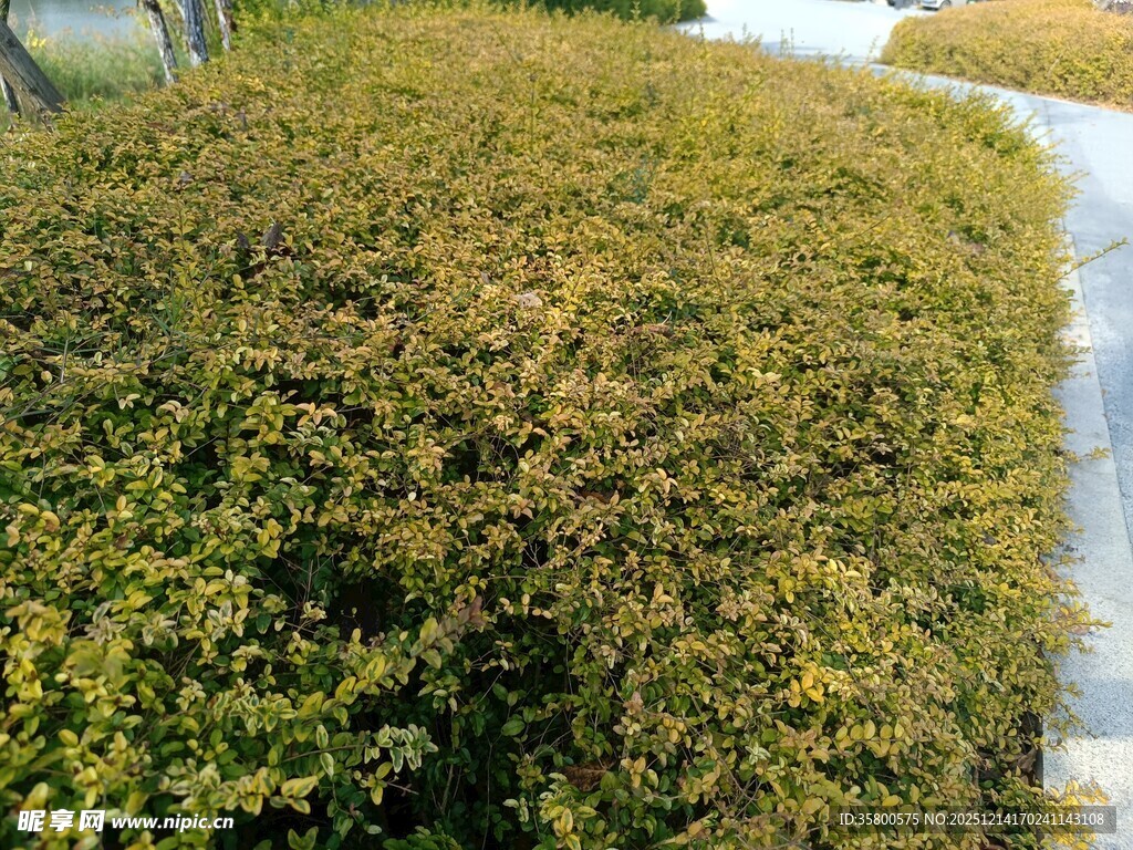 修剪整齐的绿色灌木丛