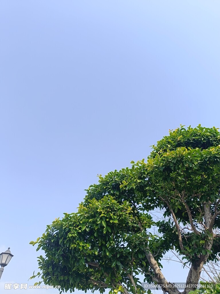 蓝天映衬下的葱郁树冠