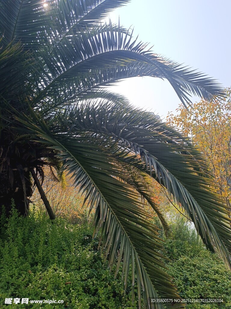 铁树旁的葱郁绿植