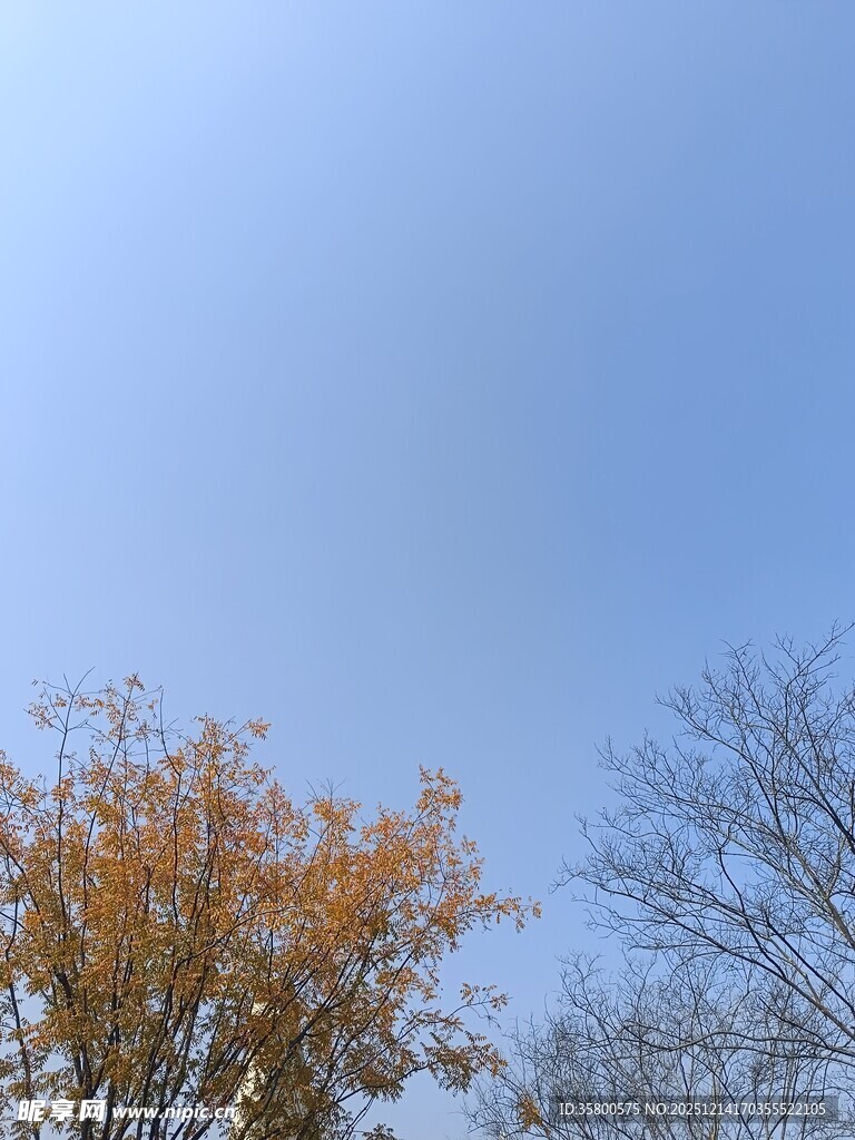 秋日蓝天旁的绚烂树木