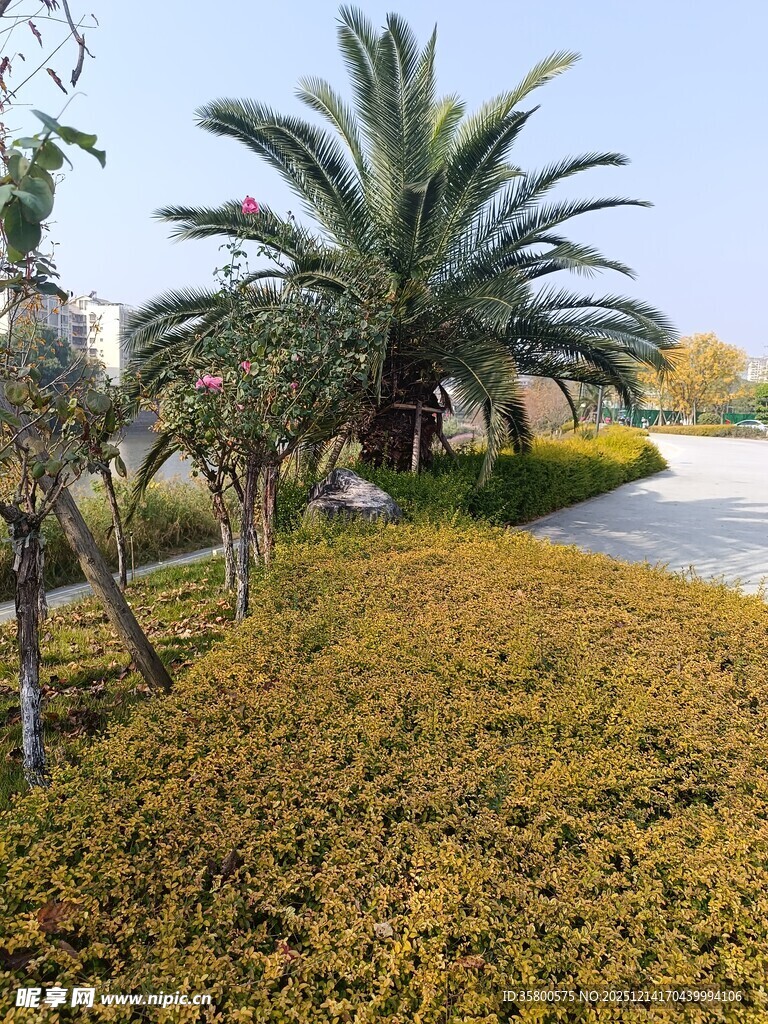 金黄植被旁的棕榈树景观