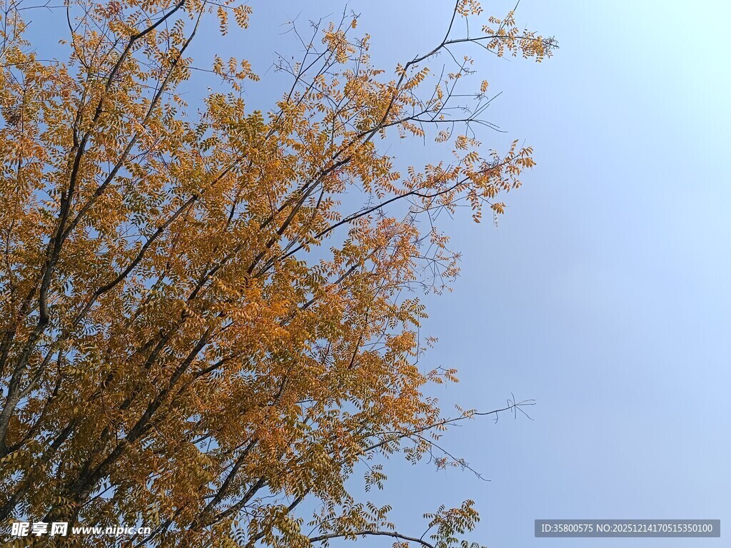 秋日枝头黄叶映蓝天