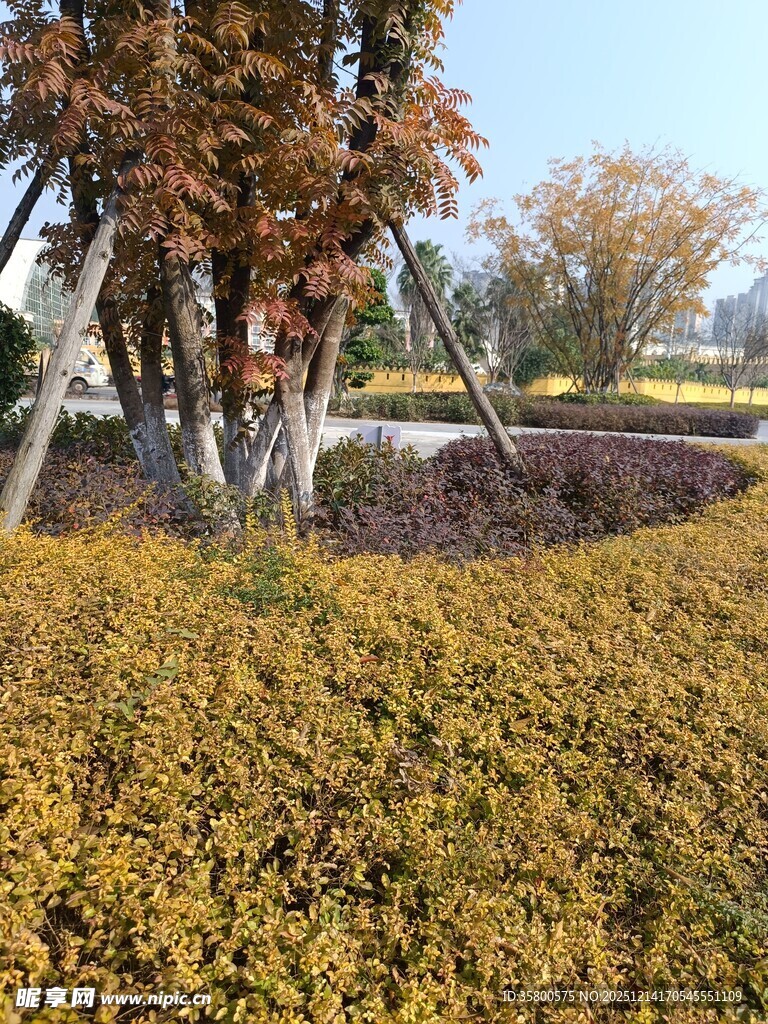 秋日园林景观植物美景
