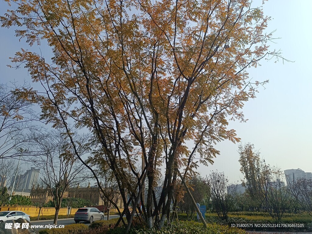 秋日公园树木景致