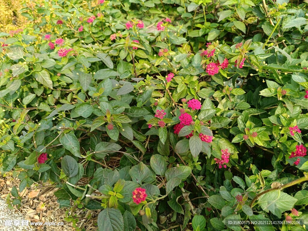 绿叶丛中绽放的娇艳花朵