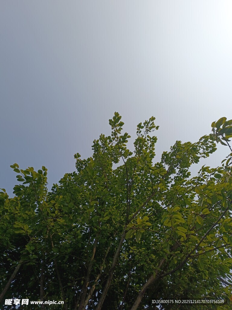 阳光下的翠绿树梢