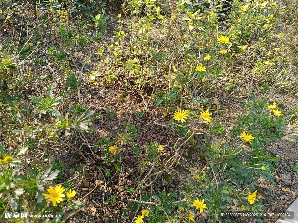 野外绽放的黄色小花