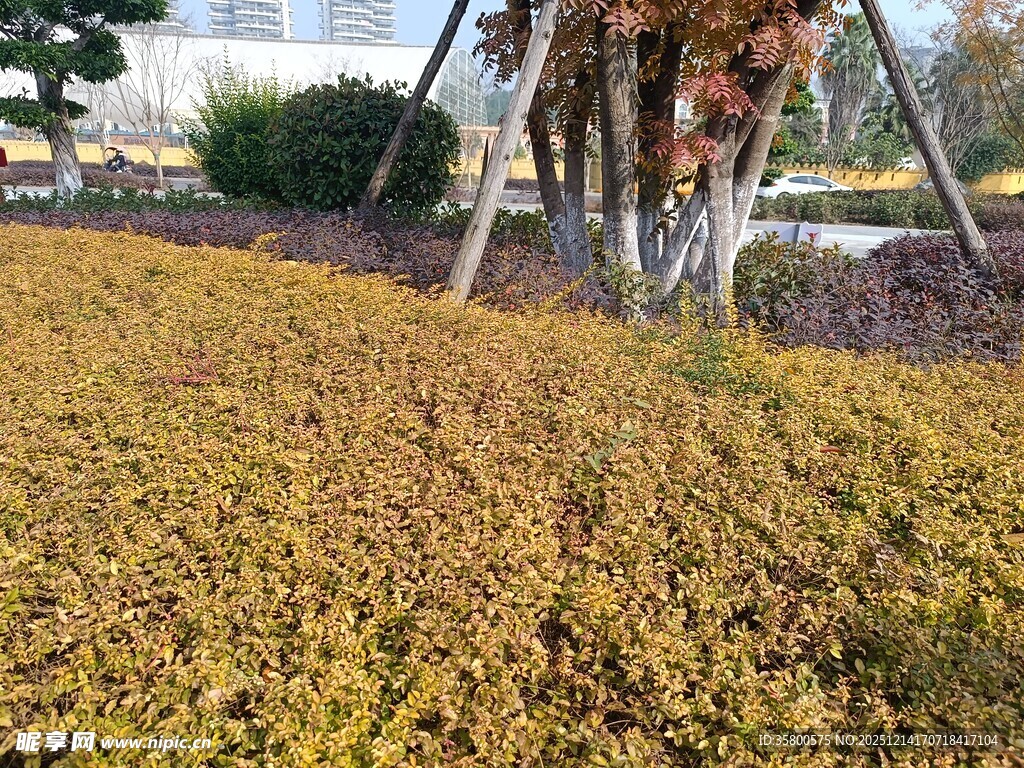 金黄草坪与背景树木景观